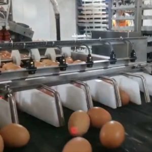 Автоматическая система сортировки и лотков