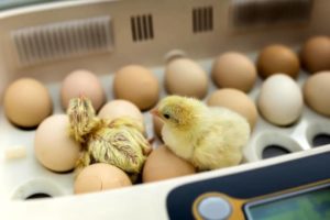 Инкубация и вывод цыплят в промышленных условиях
