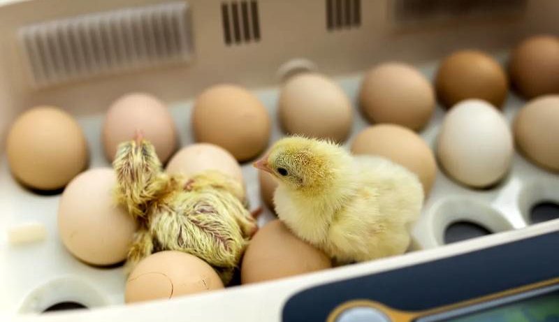 Инкубация и вывод цыплят в промышленных условиях
