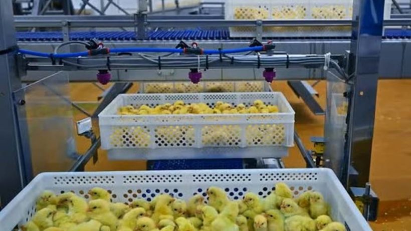 Как происходит вакцинация цыплят на птицефабрике